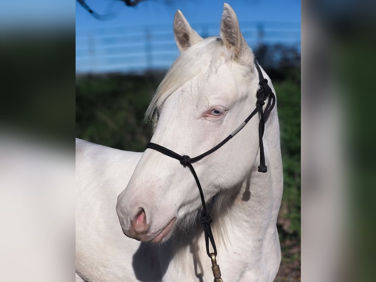 American Quarter Horse Stallone 2 Anni Cremello in CAUMONT