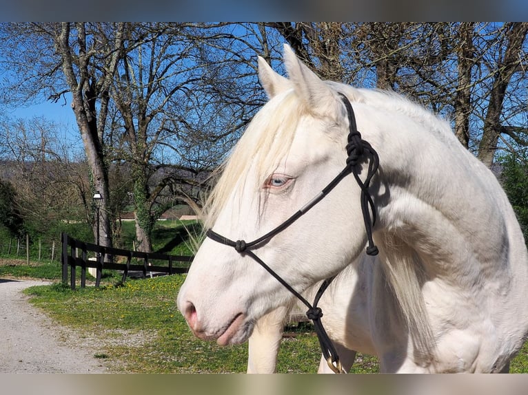 American Quarter Horse Stallone 2 Anni Cremello in CAUMONT