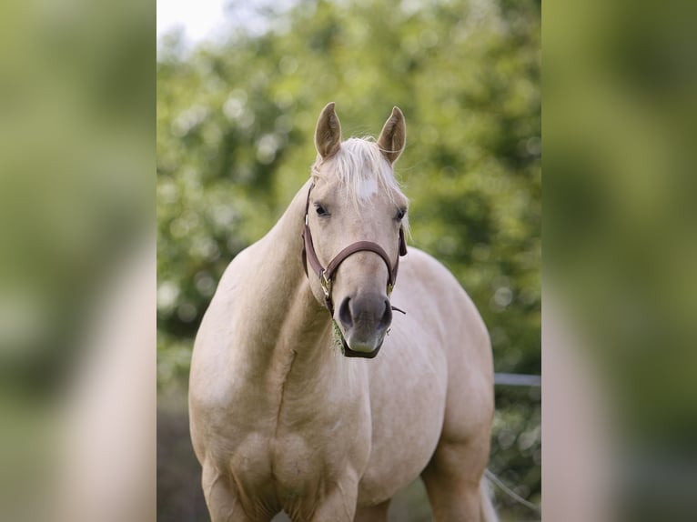American Quarter Horse Stallone 2 Anni Palomino in Bell