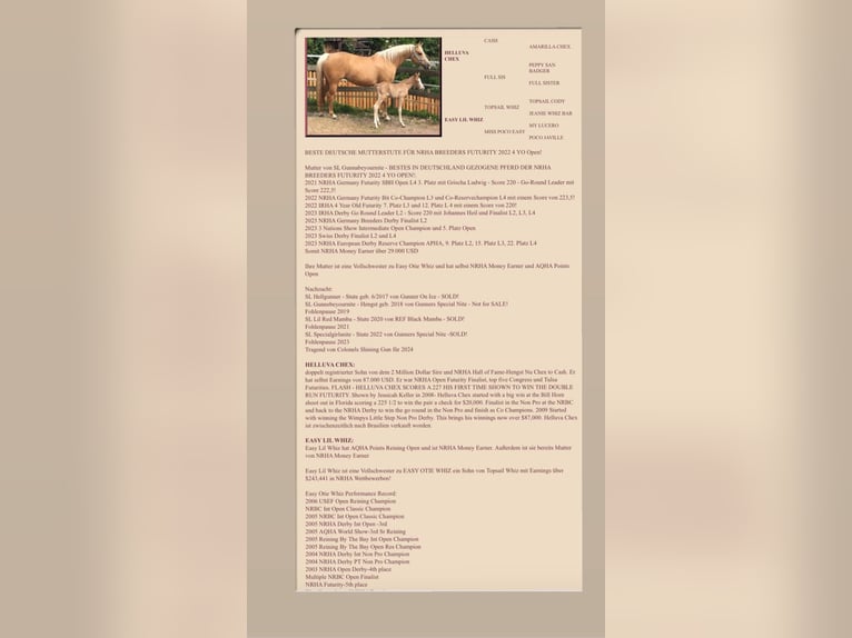 American Quarter Horse Stallone 2 Anni Palomino in Deggenhausertal