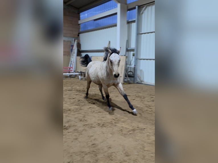 American Quarter Horse Stallone 2 Anni Pelle di daino in Fischbach bei Dahn