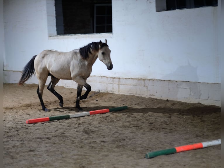 American Quarter Horse Stallone 2 Anni  in Scharbeutz