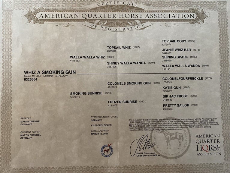 American Quarter Horse Stallone 2 Anni in Fu&#xDF;ach