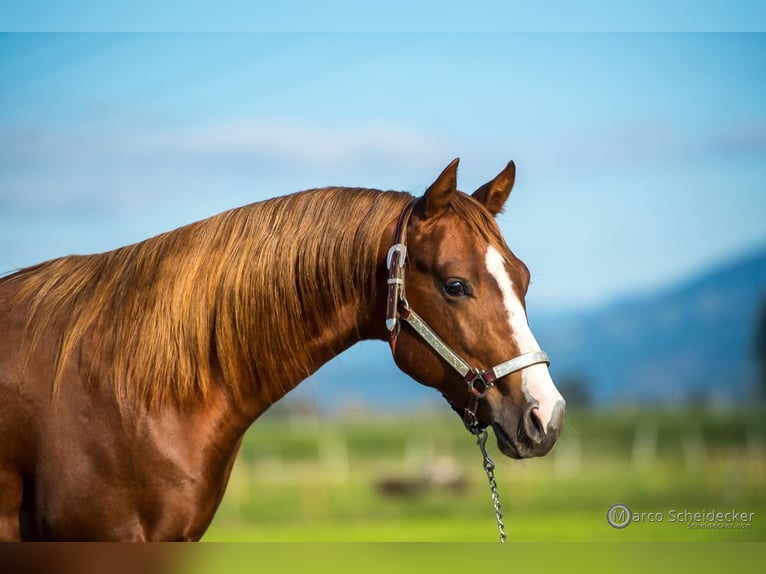 American Quarter Horse Stallone 2 Anni in Fußach
