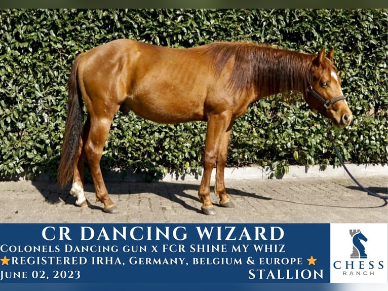 American Quarter Horse Stallone 2 Anni in Rijkevorsel