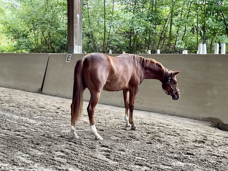 American Quarter Horse Stallone 2 Anni Sauro in Rheinfelden