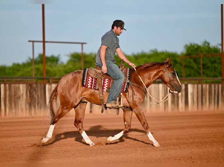 American Quarter Horse Stallone 2 Anni Sauro ciliegia in Waco