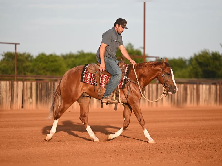 American Quarter Horse Stallone 2 Anni Sauro ciliegia in Waco