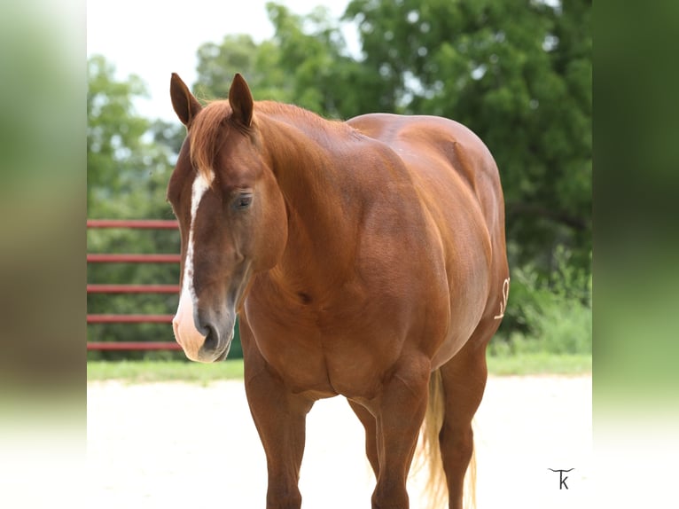 American Quarter Horse Stallone 2 Anni Sauro ciliegia in Bellevue
