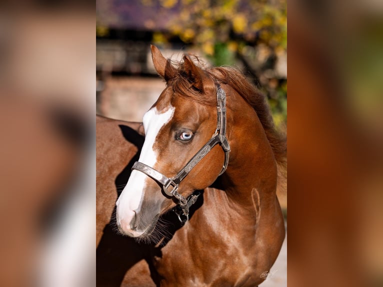 American Quarter Horse Stallone 2 Anni Sauro scuro in Wiener Neustadt