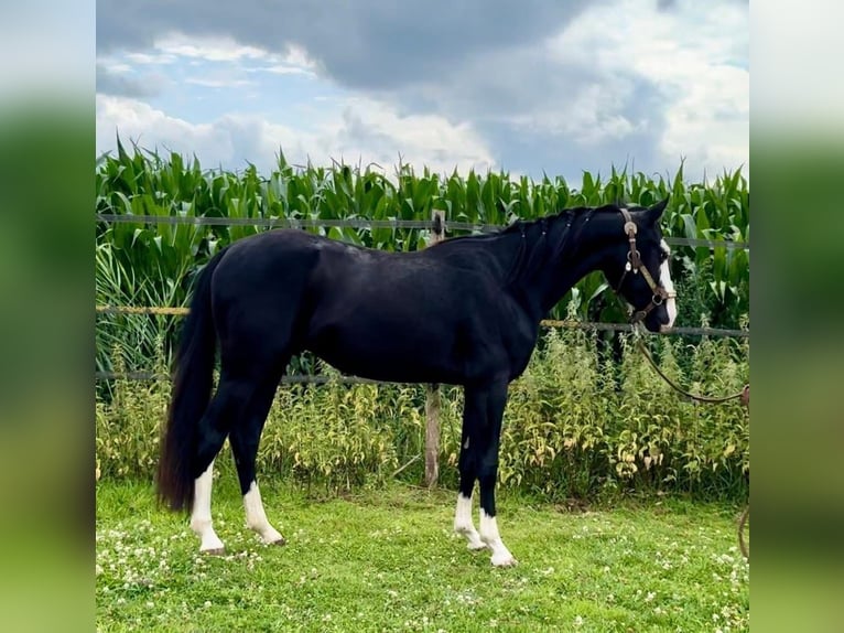 American Quarter Horse Stallone 3 Anni 139 cm Morello in Barneveld
