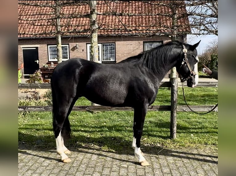 American Quarter Horse Stallone 3 Anni 140 cm Morello in Barneveld