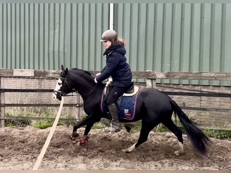 American Quarter Horse Stallone 3 Anni 140 cm Morello in Barneveld