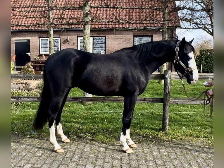 American Quarter Horse Stallone 3 Anni 140 cm Morello in Barneveld