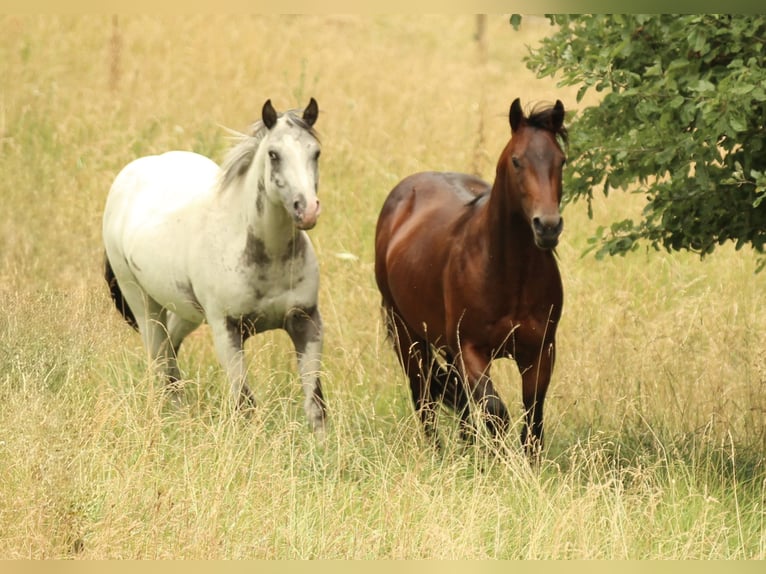 American Quarter Horse Stallone 3 Anni 142 cm in Waldshut-Tiengen