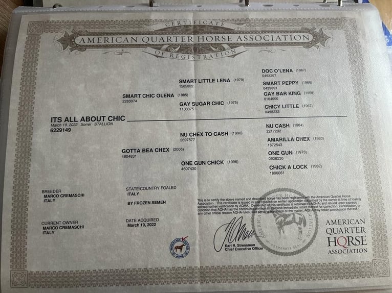 American Quarter Horse Stallone 3 Anni 143 cm Sauro in fidenza