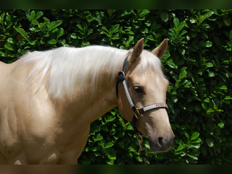 American Quarter Horse Stallone 3 Anni 145 cm Palomino in Bolzano