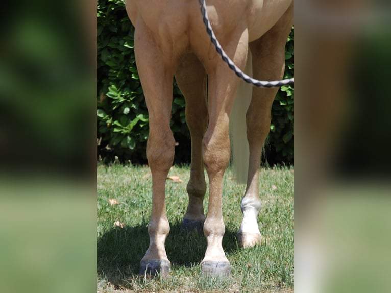 American Quarter Horse Stallone 3 Anni 145 cm Palomino in Bolzano