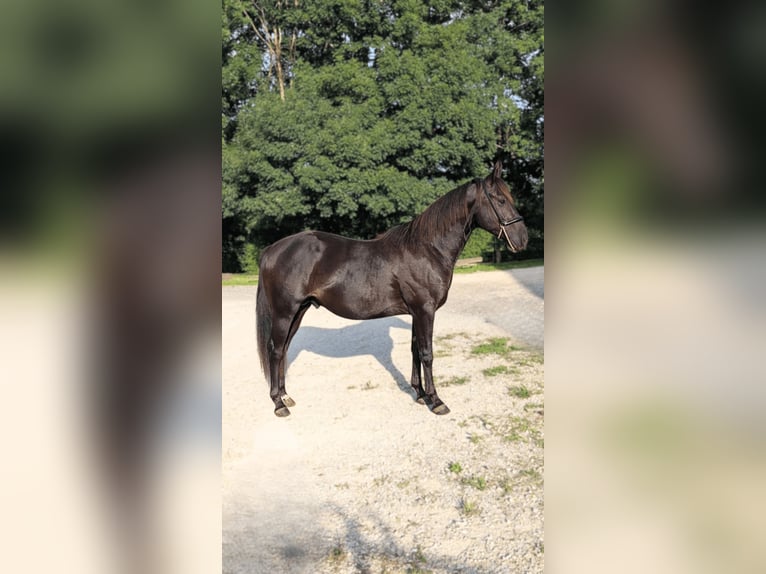 American Quarter Horse Stallone 3 Anni 147 cm Morello in Caumont