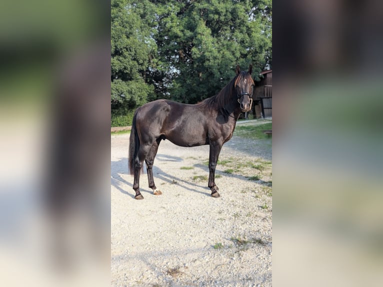 American Quarter Horse Stallone 3 Anni 147 cm Morello in Caumont