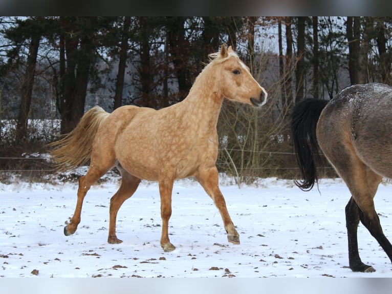 American Quarter Horse Stallone 3 Anni 147 cm Palomino in Offenhausen