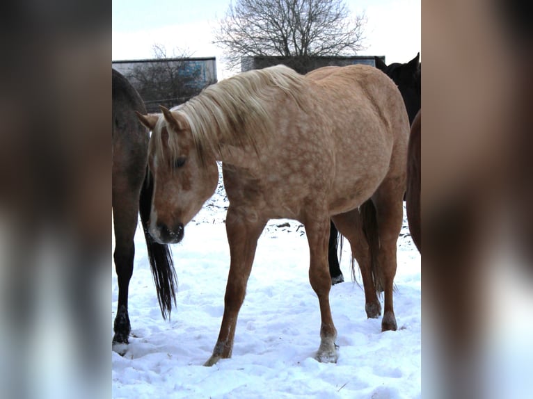American Quarter Horse Stallone 3 Anni 147 cm Palomino in Offenhausen