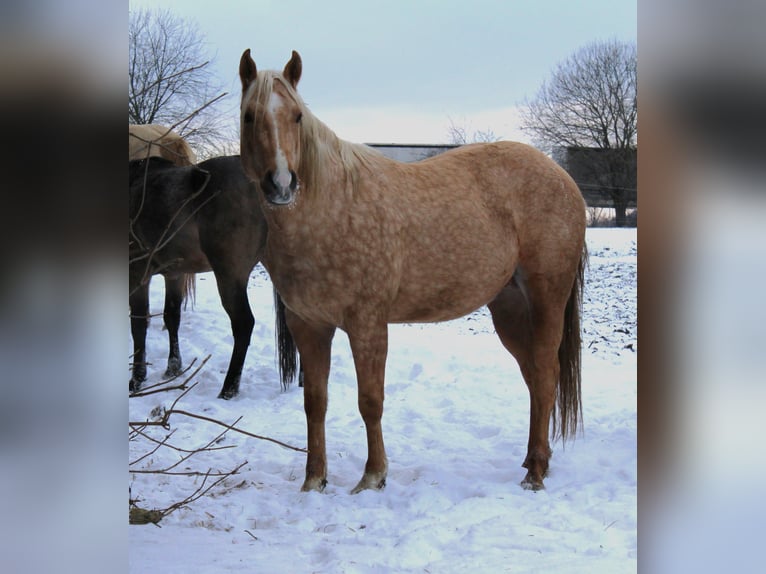 American Quarter Horse Stallone 3 Anni 147 cm Palomino in Offenhausen
