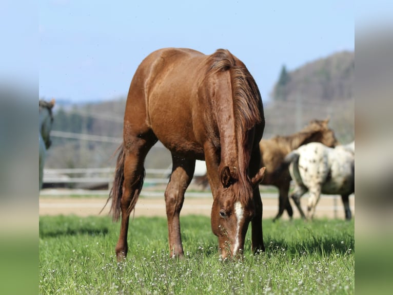 American Quarter Horse Stallone 3 Anni 148 cm Sauro scuro in Waldshut-Tiengen