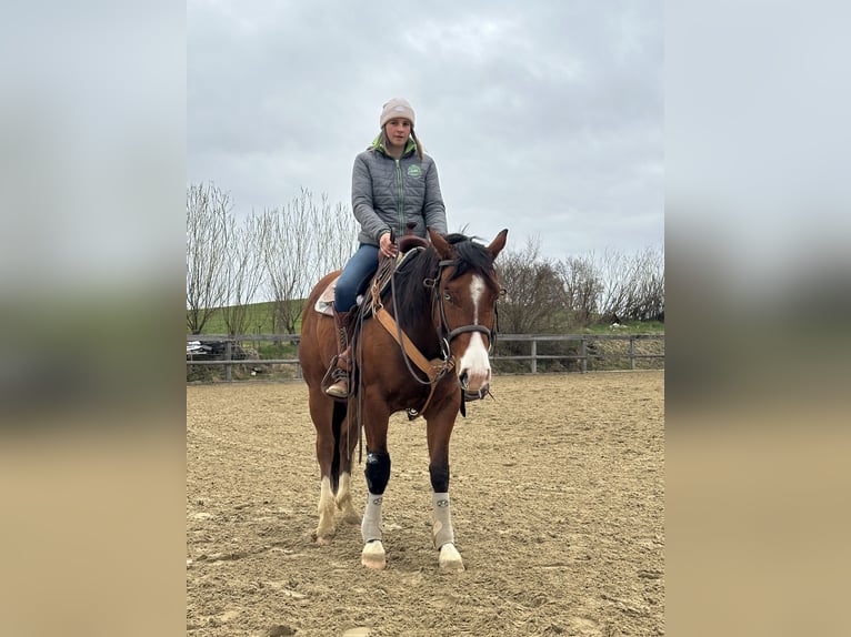 American Quarter Horse Stallone 3 Anni 150 cm Baio in Iffeldorf