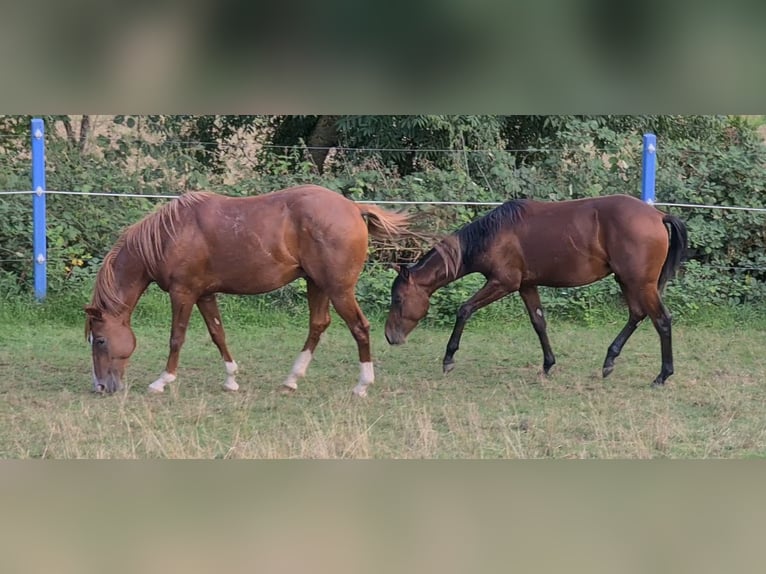 American Quarter Horse Stallone 3 Anni 150 cm Sauro in Langenbach