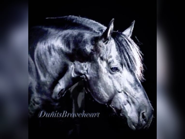 American Quarter Horse Stallone 3 Anni 151 cm Morello in Saarbrücken