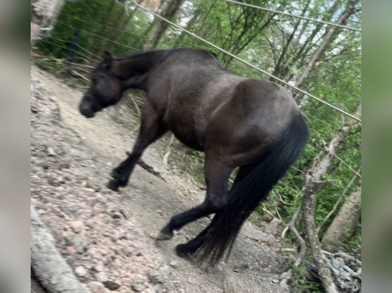 American Quarter Horse Stallone 3 Anni 151 cm Morello in Saarbrücken