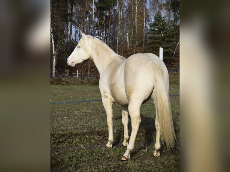 American Quarter Horse Stallone 3 Anni 152 cm Cremello in Łagów