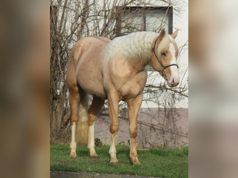 American Quarter Horse Stallone 3 Anni 152 cm Palomino in Laubach