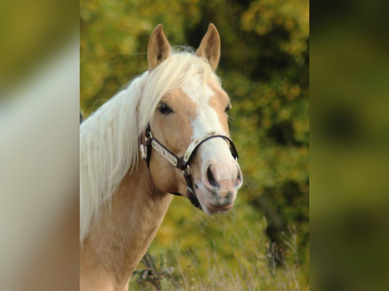 American Quarter Horse Stallone 3 Anni 152 cm Palomino in Laubach