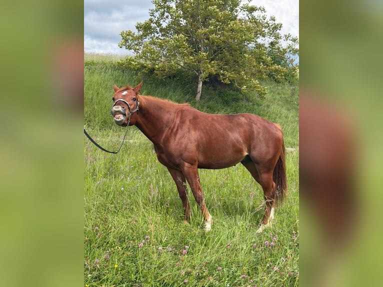American Quarter Horse Stallone 3 Anni 152 cm Sauro in Rheinfelden