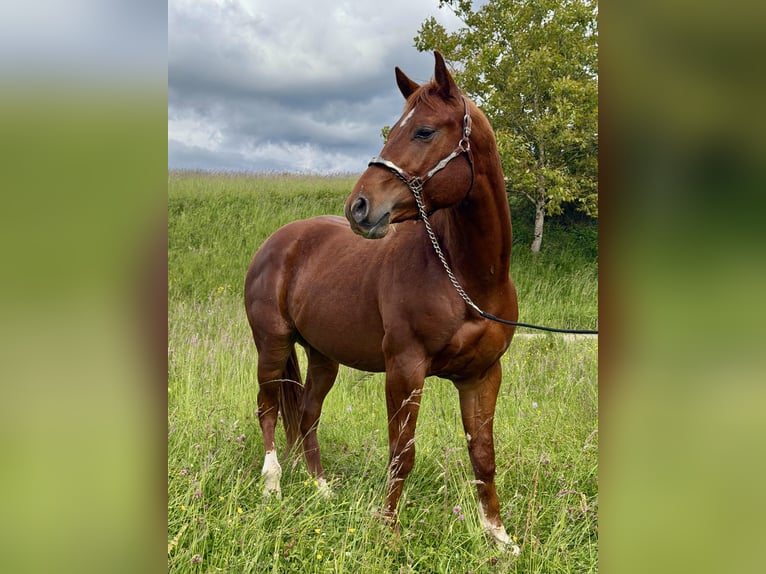 American Quarter Horse Stallone 3 Anni 152 cm Sauro in Rheinfelden