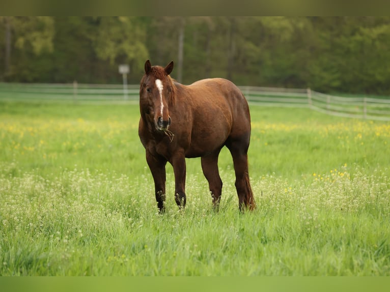 American Quarter Horse Stallone 3 Anni 152 cm Sauro scuro in Waldshut-Tiengen