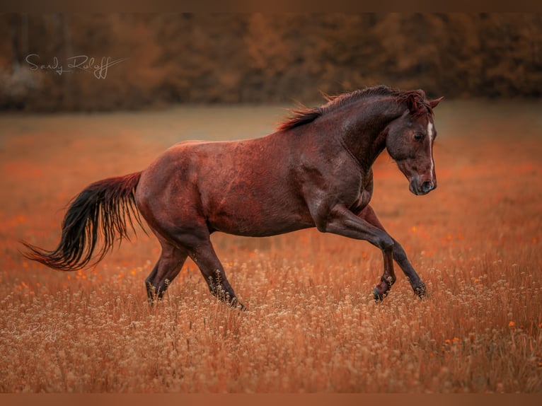 American Quarter Horse Stallone 3 Anni 152 cm Sauro scuro in Waldshut-Tiengen