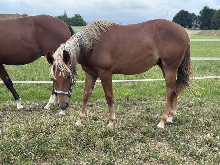 American Quarter Horse Stallone 3 Anni 153 cm Sauro in Alfeld (Leine)
