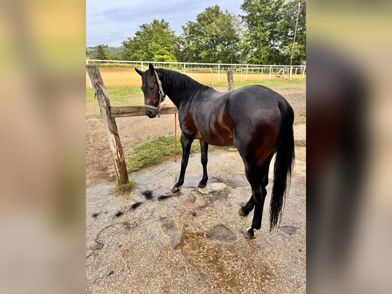 American Quarter Horse Stallone 3 Anni 154 cm Baio scuro in Paliano