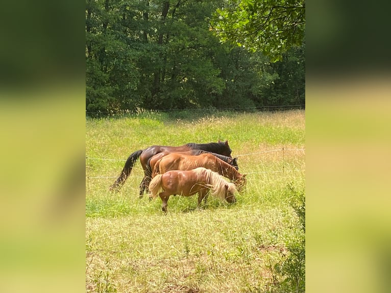 American Quarter Horse Stallone 3 Anni 154 cm Red dun in Oberthulba