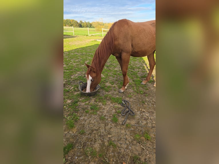 American Quarter Horse Stallone 3 Anni 154 cm Red dun in Oberthulba