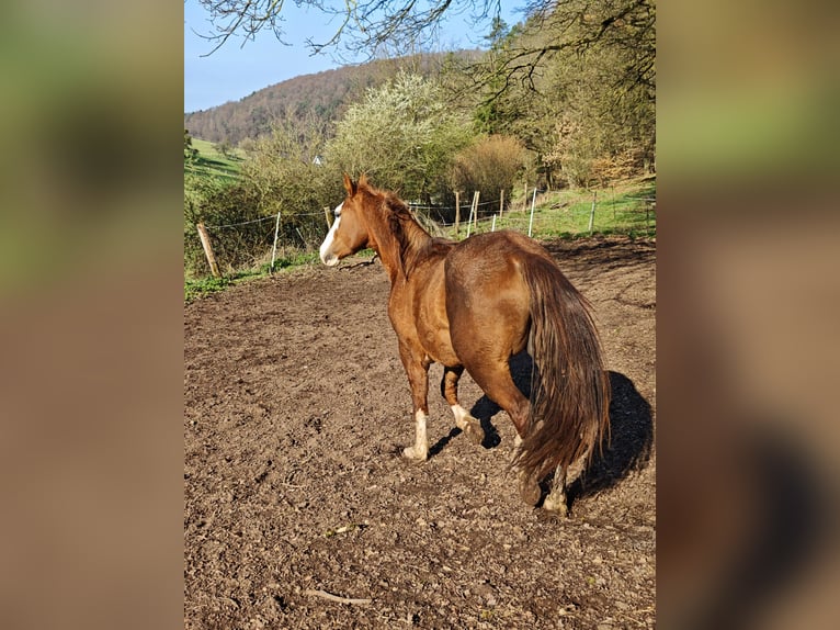 American Quarter Horse Stallone 3 Anni 154 cm Sauro in Klingenberg am Main