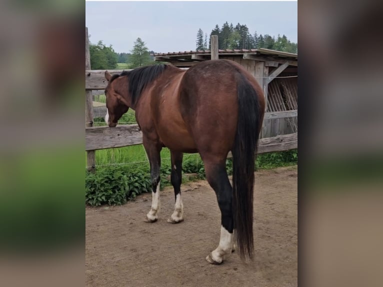 American Quarter Horse Stallone 3 Anni 155 cm Baio in Halfing