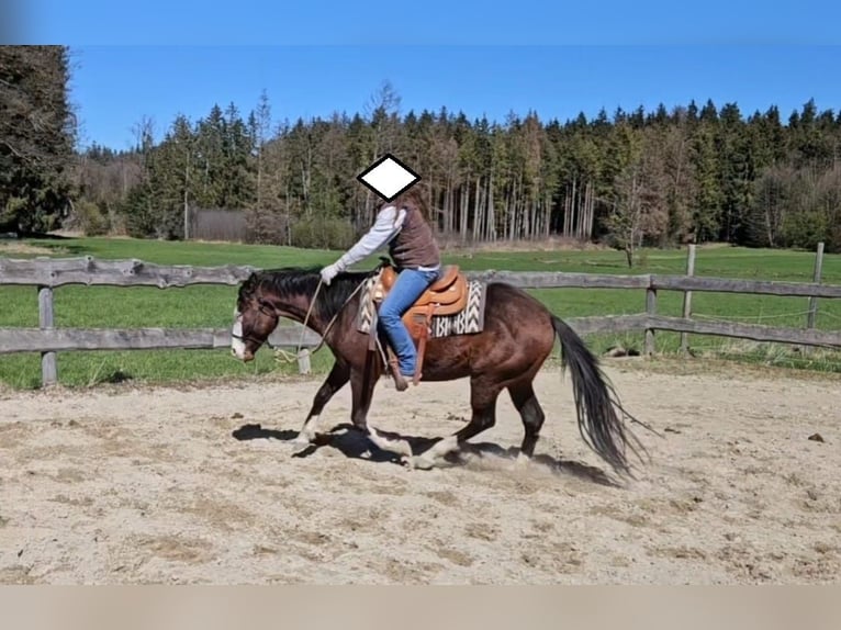 American Quarter Horse Stallone 3 Anni 155 cm Baio in Halfing