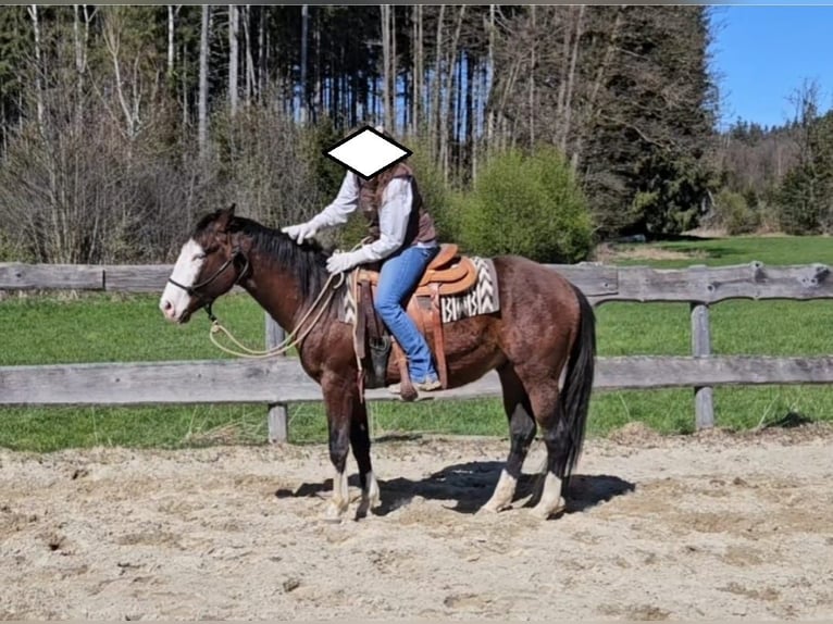American Quarter Horse Stallone 3 Anni 155 cm Baio in Halfing
