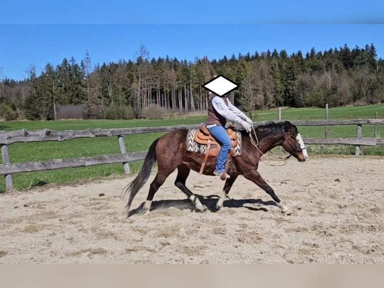 American Quarter Horse Stallone 3 Anni 155 cm Baio in Halfing