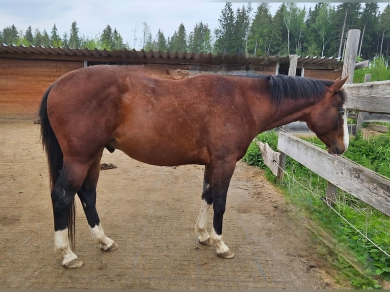 American Quarter Horse Stallone 3 Anni 155 cm Baio in Halfing