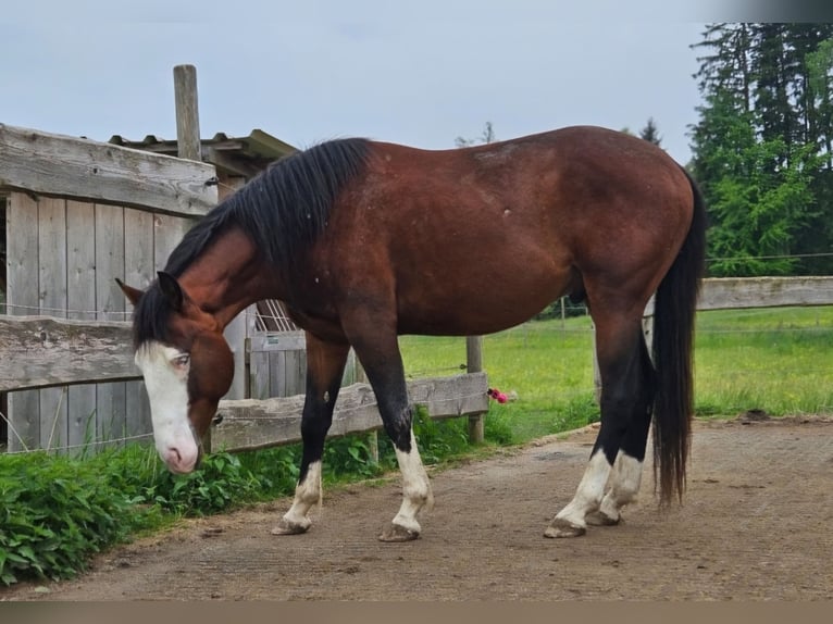 American Quarter Horse Stallone 3 Anni 155 cm Baio in Halfing